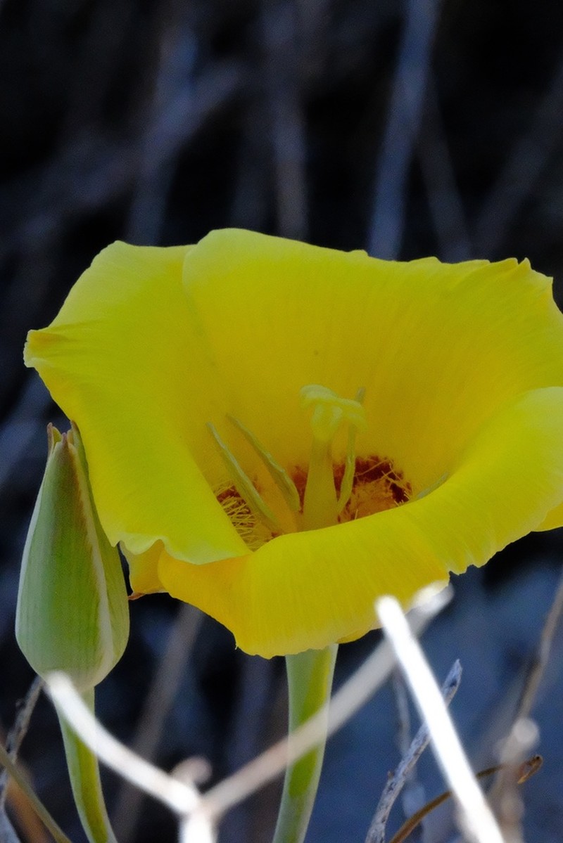 Goldenbowl Mariposa Lily photo 3
