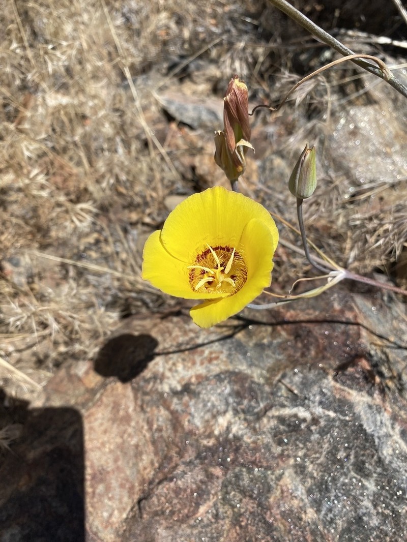 Goldenbowl Mariposa Lily photo 4