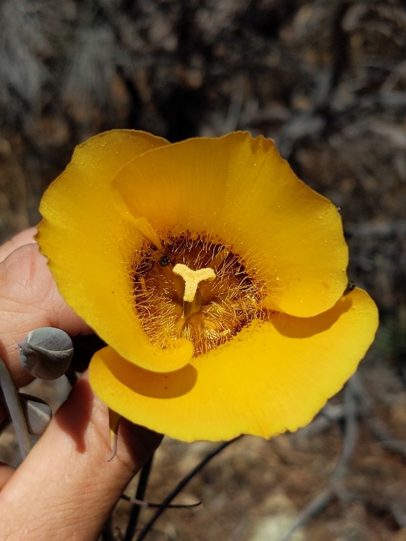 Goldenbowl Mariposa Lily photo 5