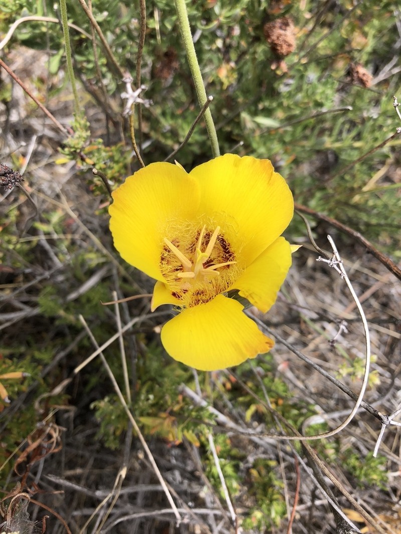 Goldenbowl Mariposa Lily photo 6