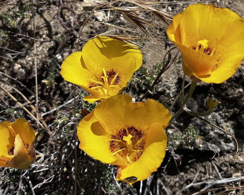 Goldenbowl Mariposa Lily photo 7