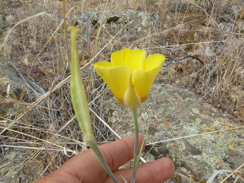 Goldenbowl Mariposa Lily photo 8