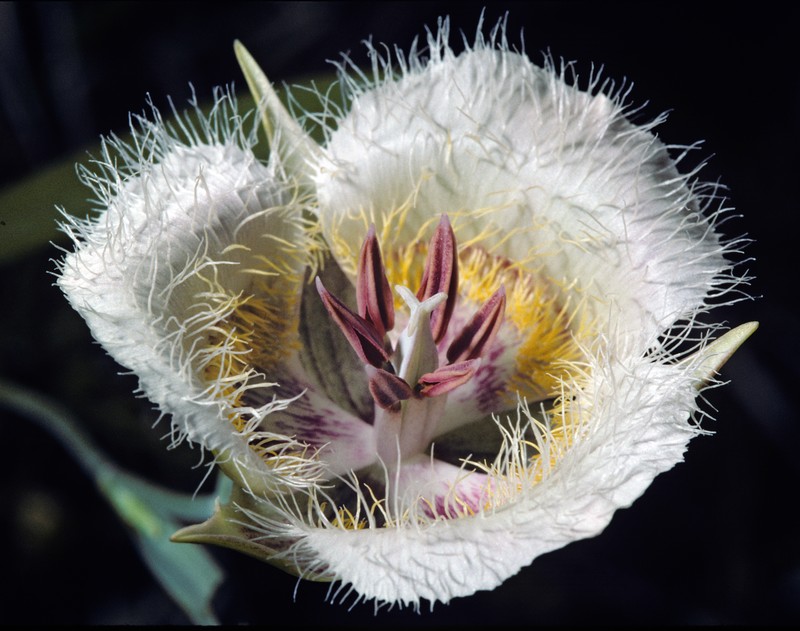 Cox'S Mariposa Lily