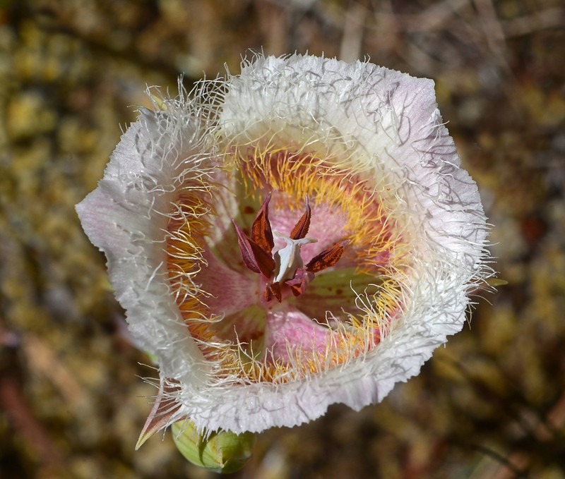 Cox'S Mariposa Lily photo 2