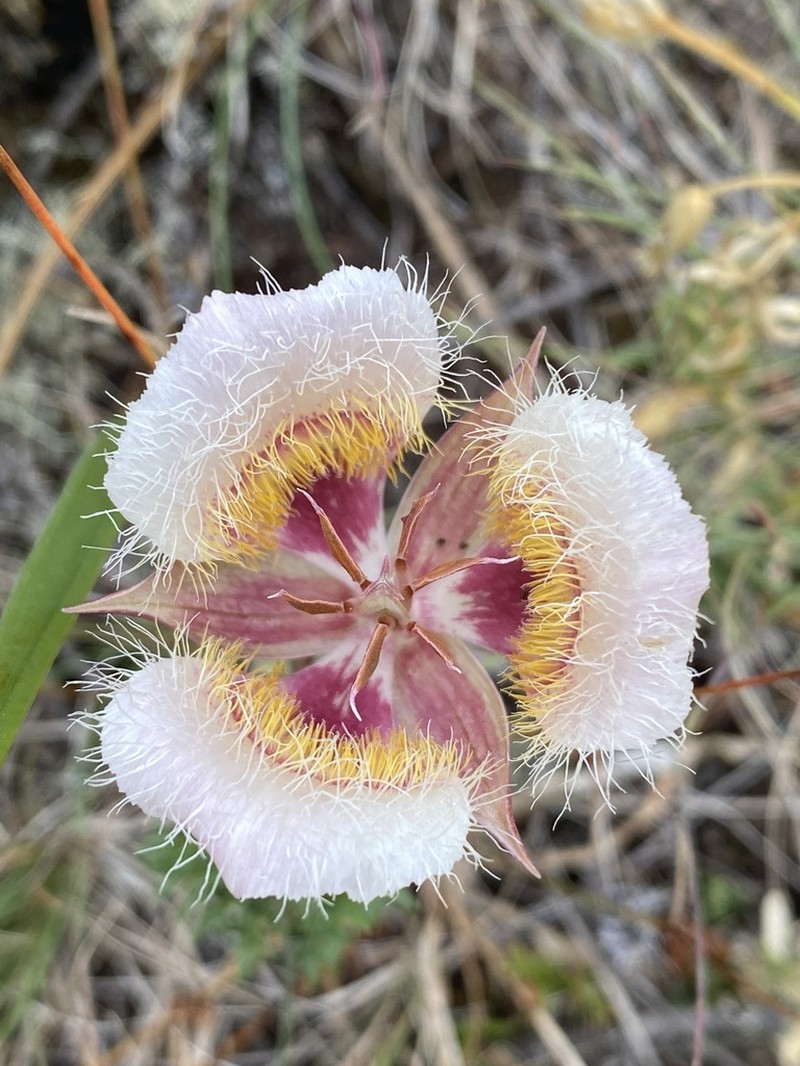Cox'S Mariposa Lily photo 3