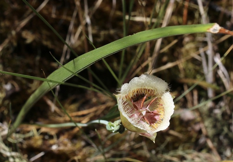 Cox'S Mariposa Lily photo 4