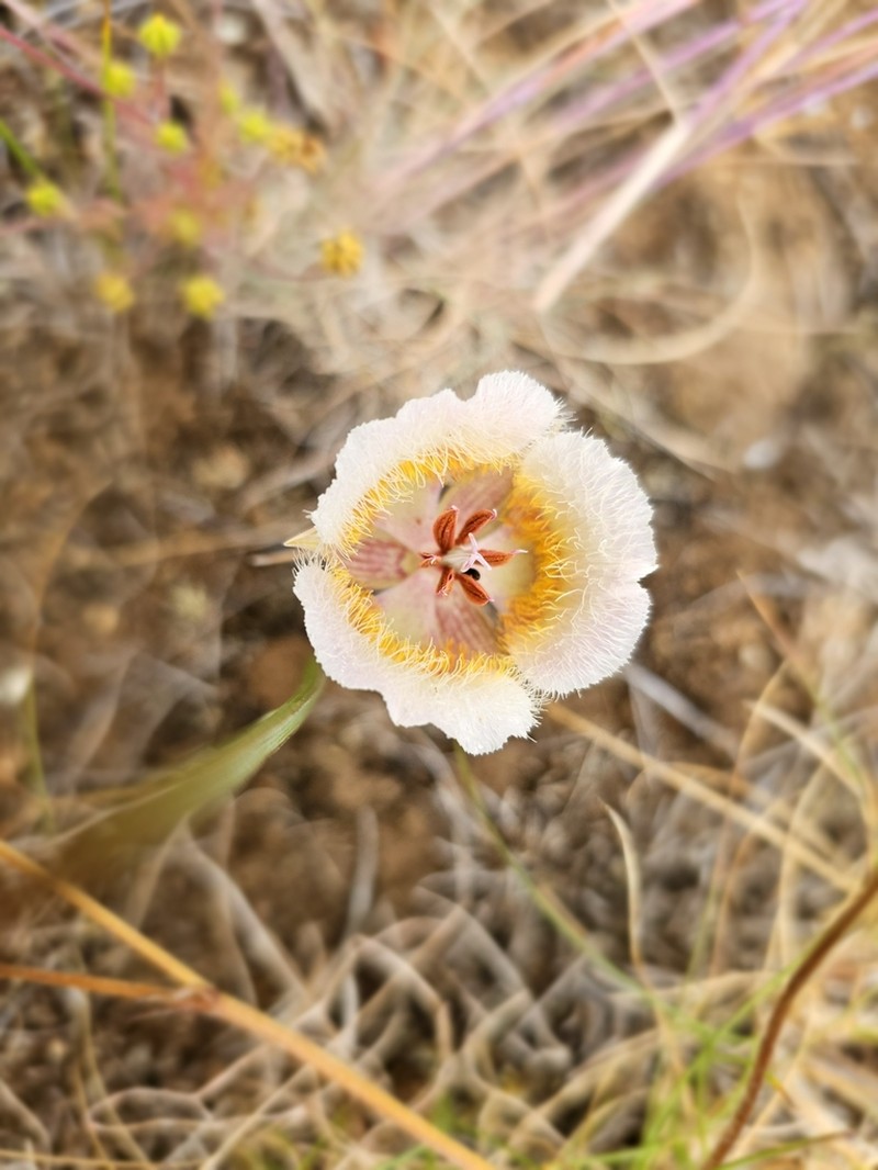 Cox'S Mariposa Lily photo 5