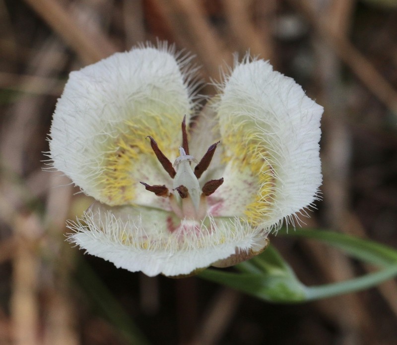 Cox'S Mariposa Lily photo 6