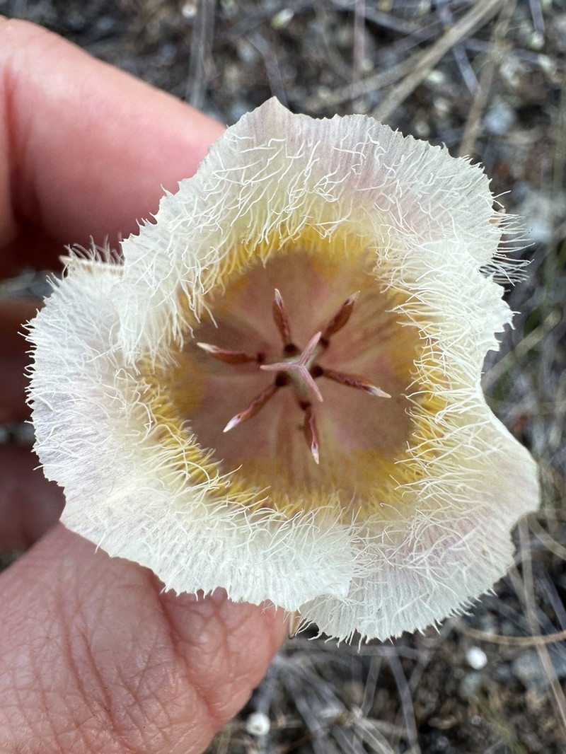 Cox'S Mariposa Lily photo 7