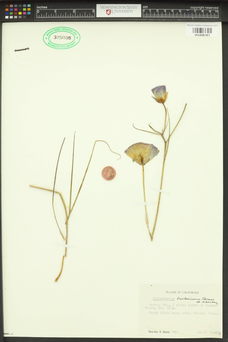 Calochortus davidsonianus