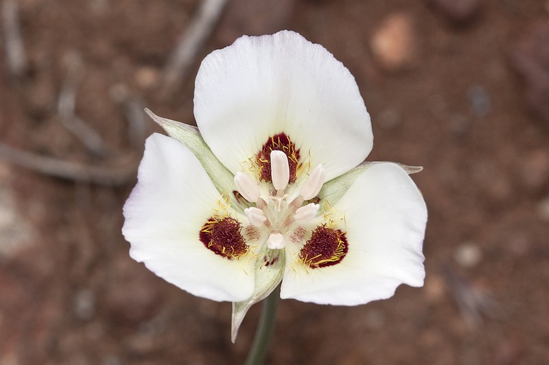 Dunn's Mariposa Lily