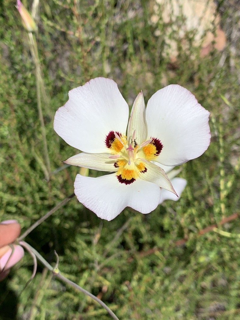 Dunn's Mariposa Lily photo 2