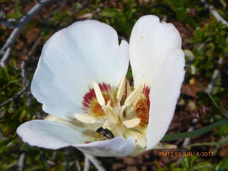 Dunn's Mariposa Lily photo 3
