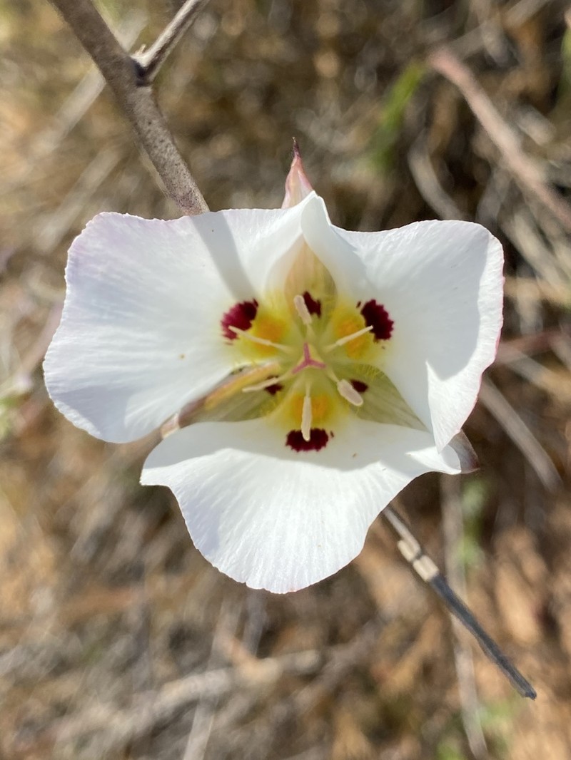 Dunn's Mariposa Lily photo 4