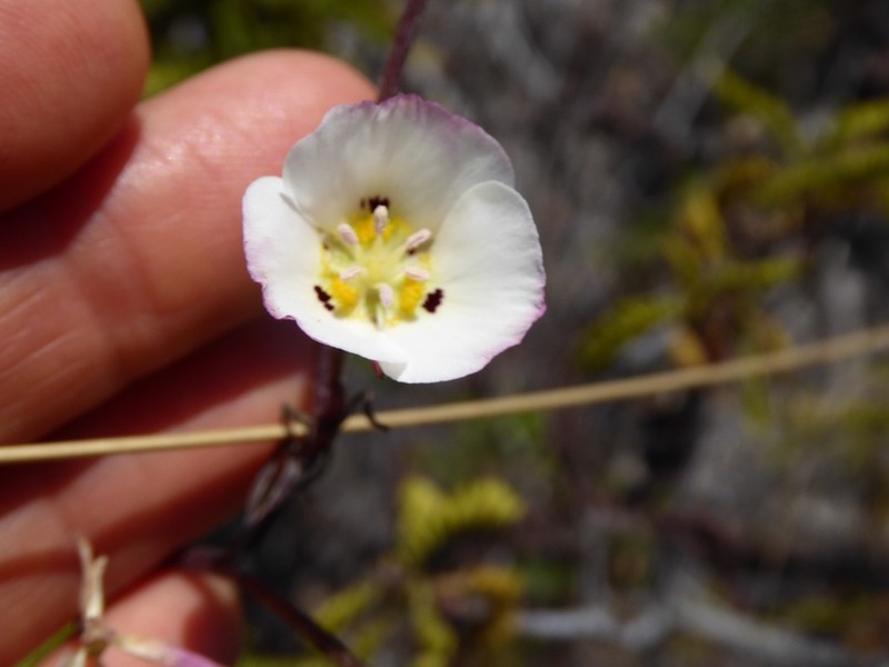 Dunn's Mariposa Lily photo 5