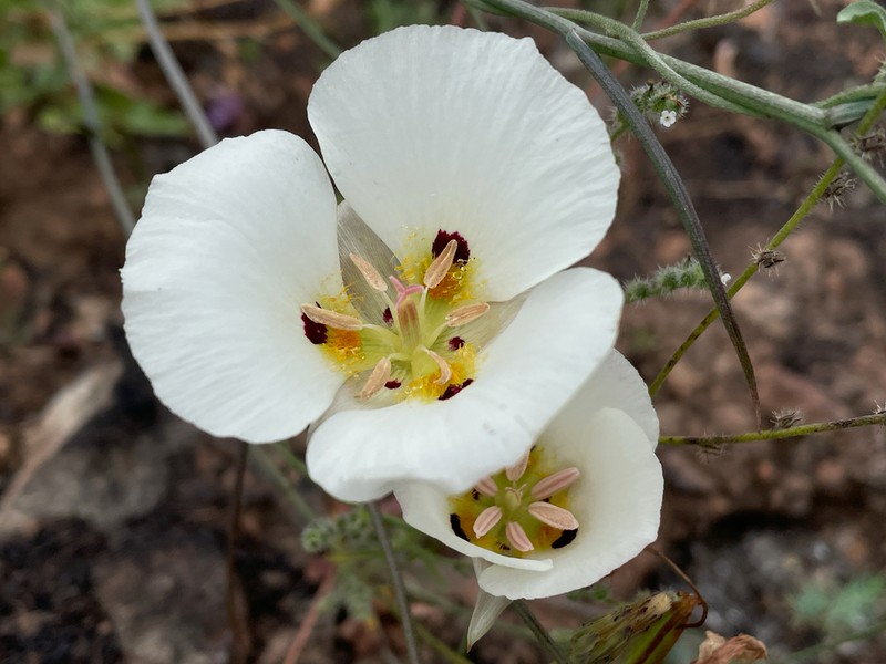 Dunn's Mariposa Lily photo 6
