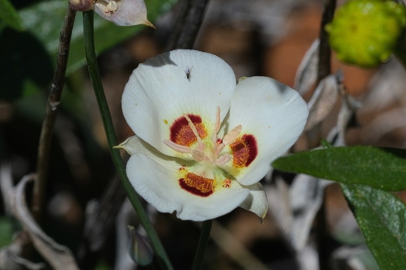 Dunn's Mariposa Lily photo 7