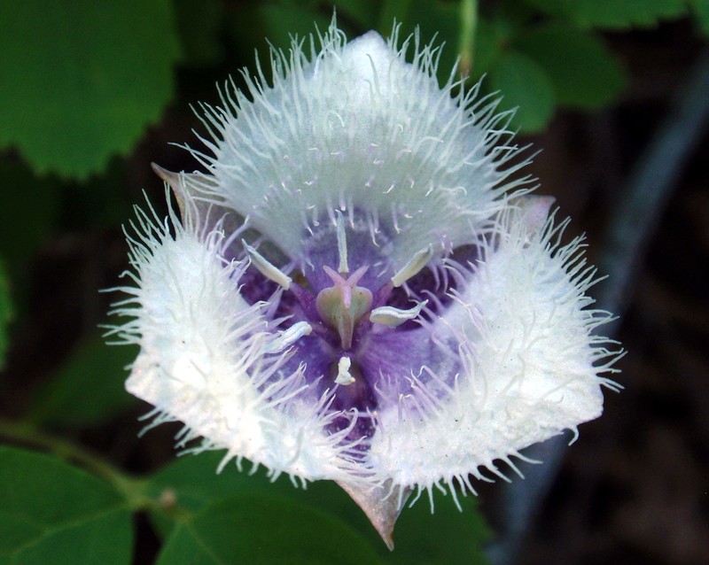 Elegant Mariposa Lily