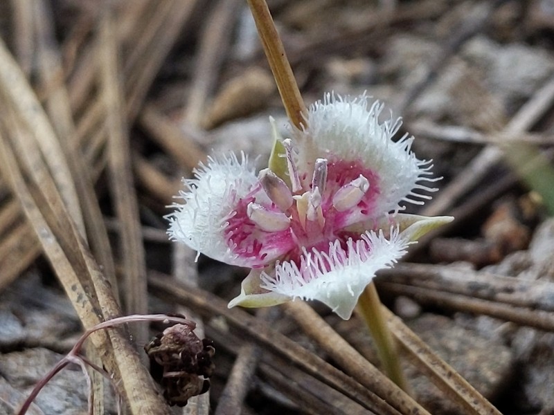 Elegant Mariposa Lily photo 2