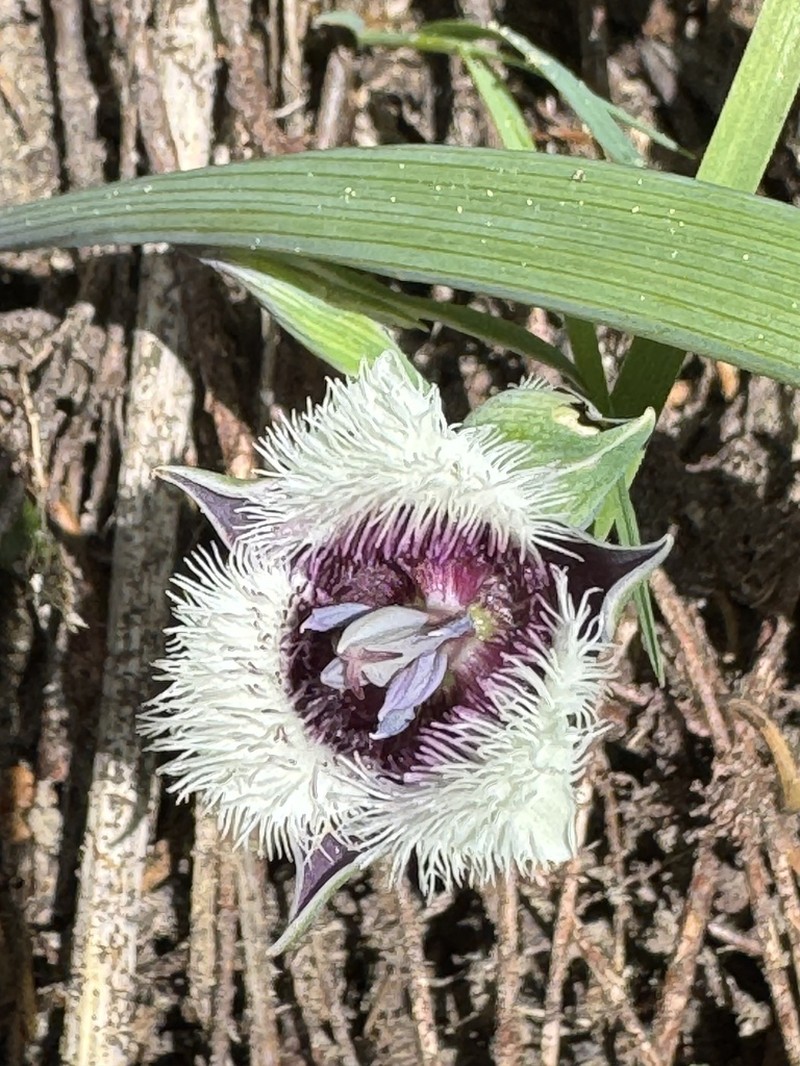 Elegant Mariposa Lily photo 3
