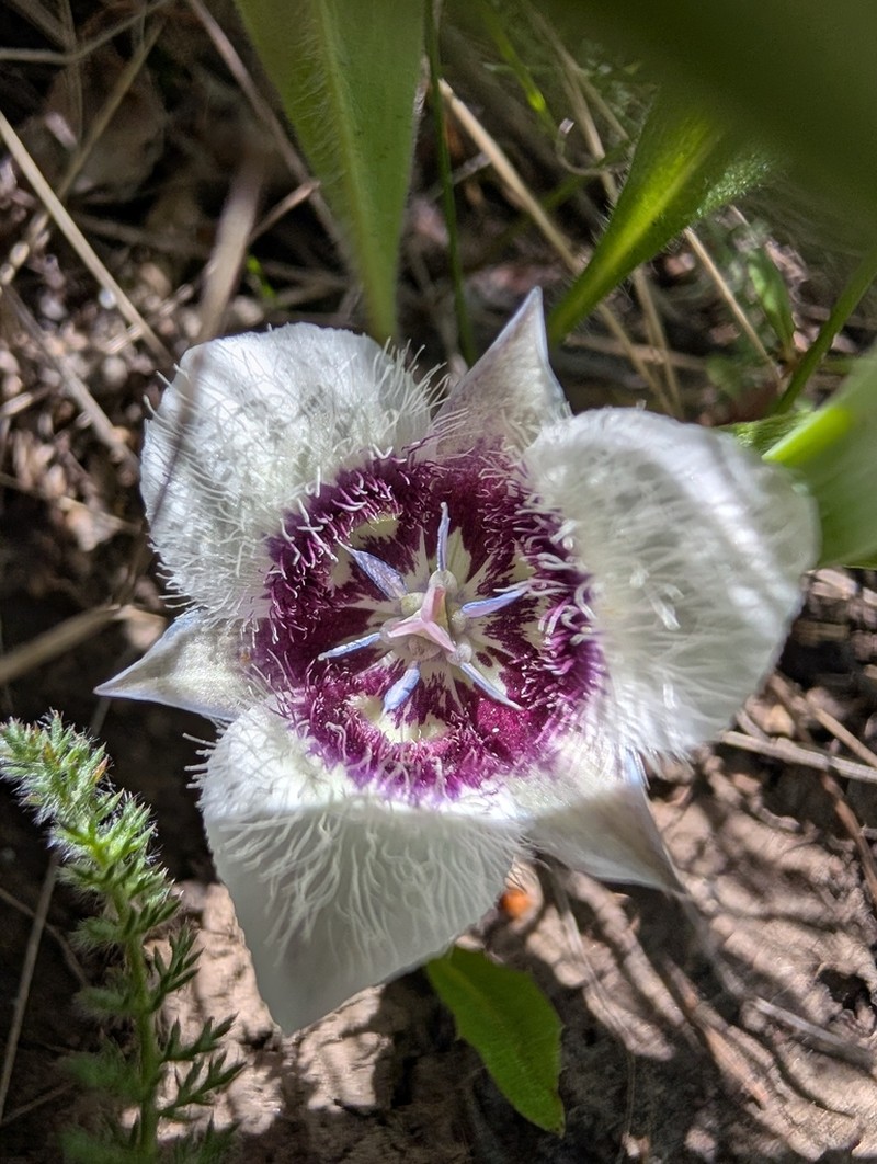 Elegant Mariposa Lily photo 4