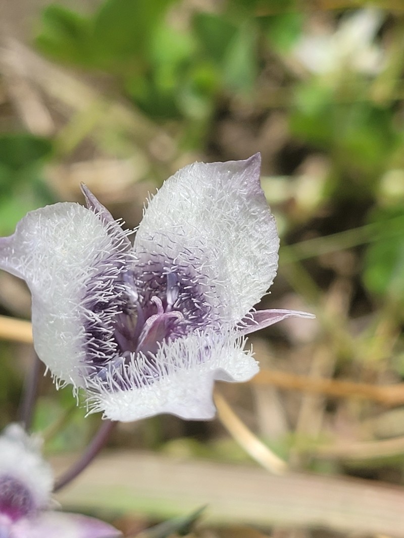 Elegant Mariposa Lily photo 6