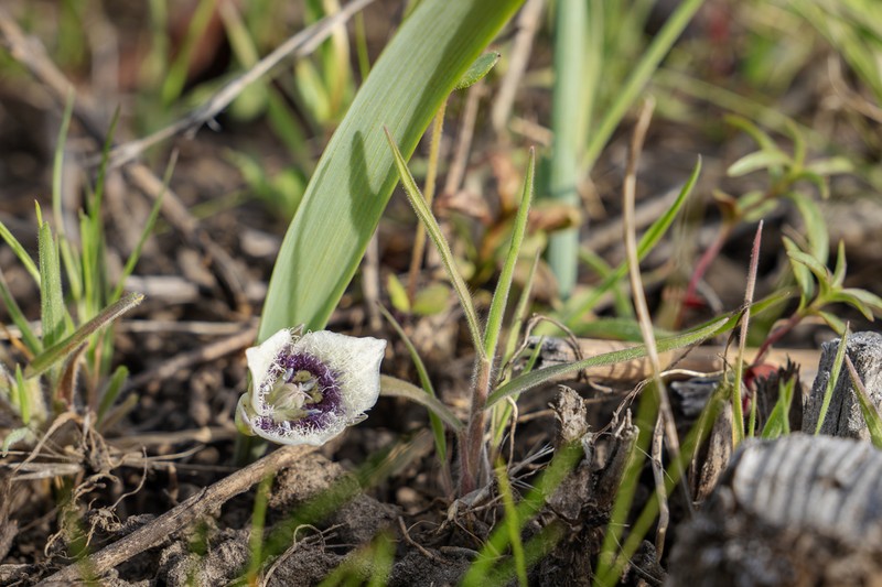 Elegant Mariposa Lily photo 7