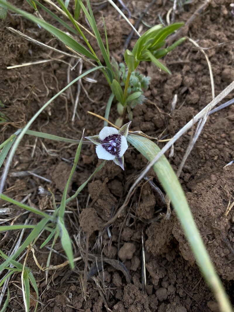 Calochortus elegans var. elegans