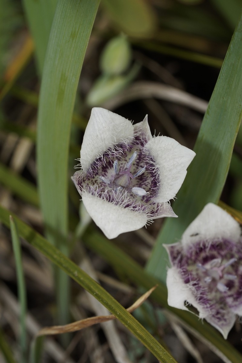 Calochortus elegans var. elegans photo 2