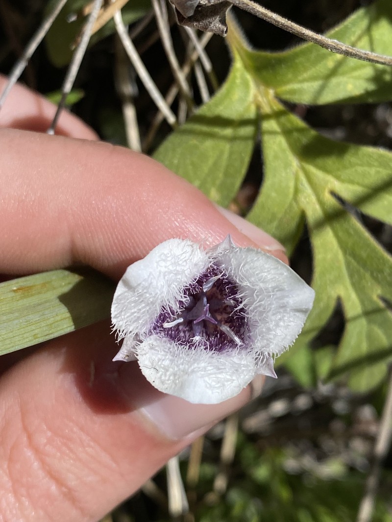 Calochortus elegans var. elegans photo 3