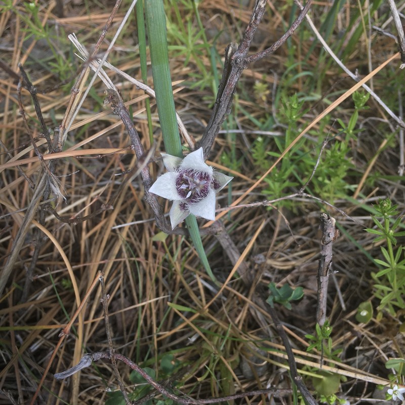 Calochortus elegans var. elegans photo 4