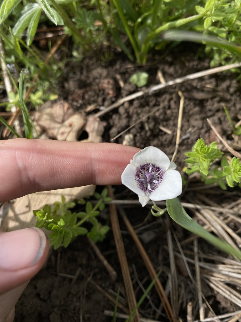 Calochortus elegans var. elegans photo 5