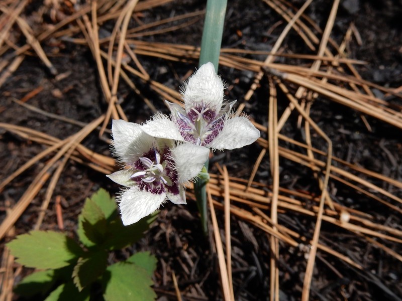 Calochortus elegans var. elegans photo 6