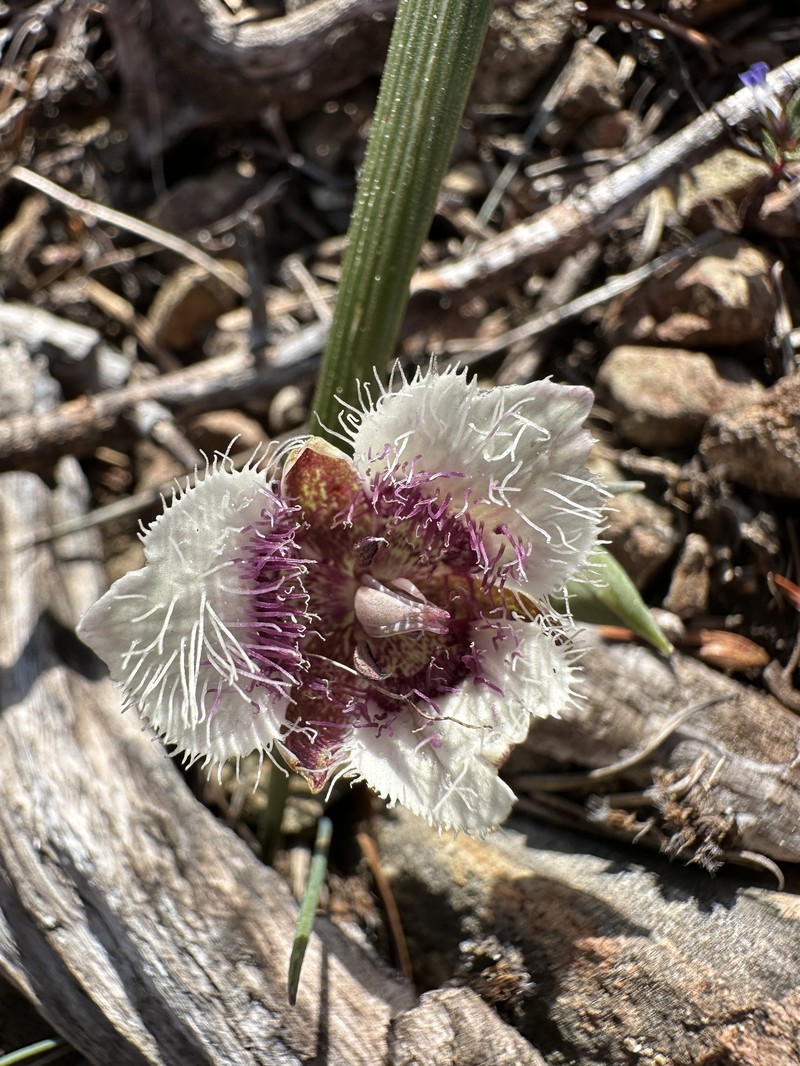 Calochortus elegans var. nanus