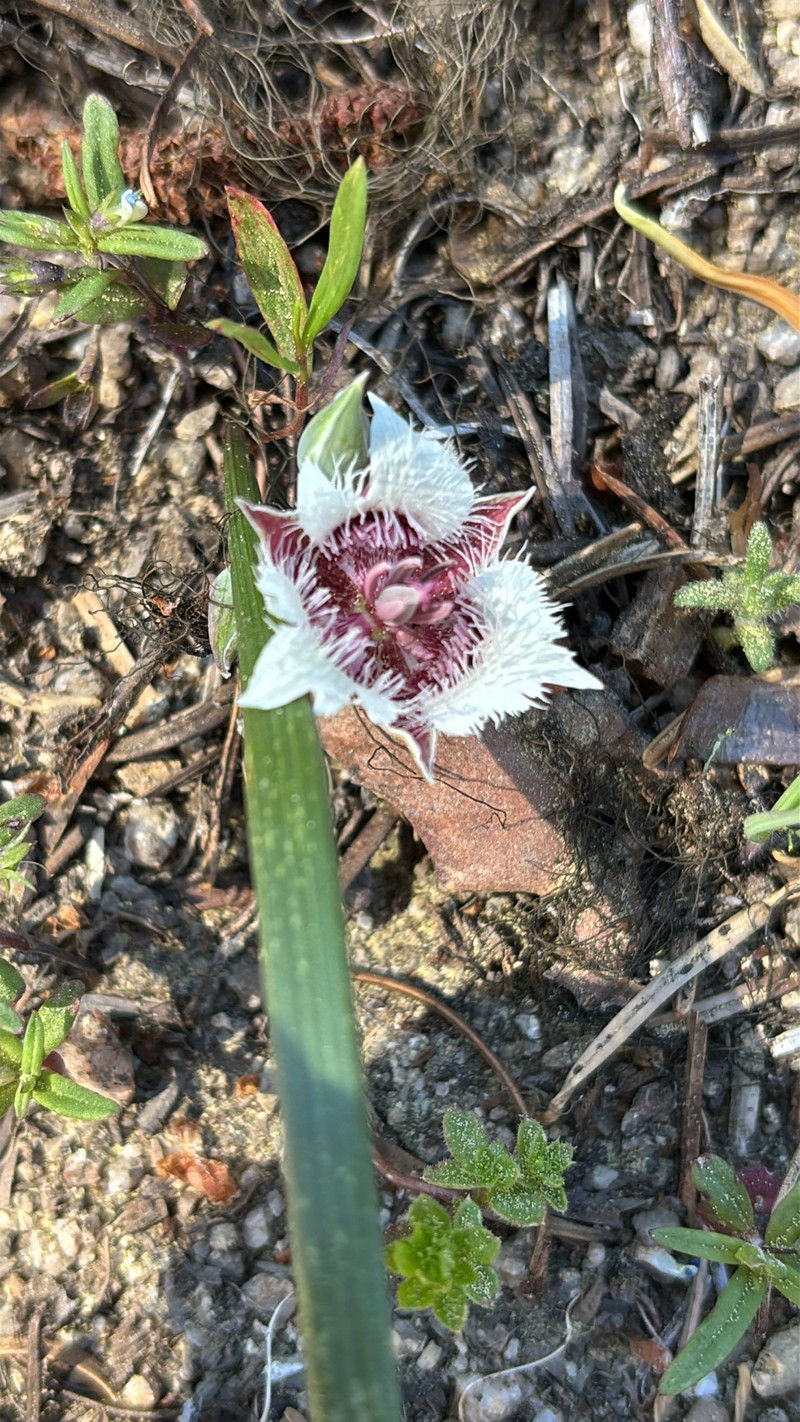 Calochortus elegans var. nanus photo 2