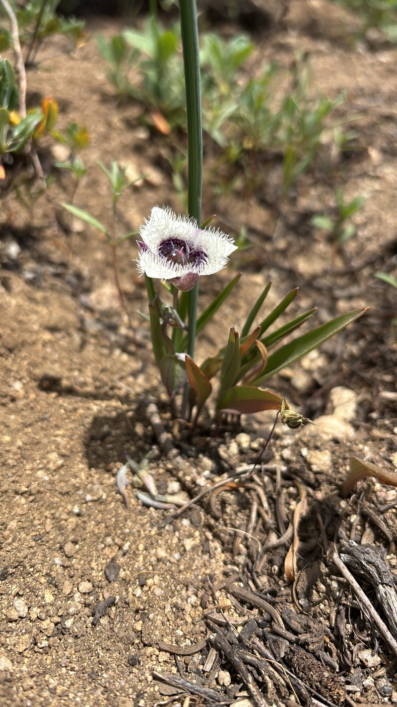 Calochortus elegans var. nanus photo 3