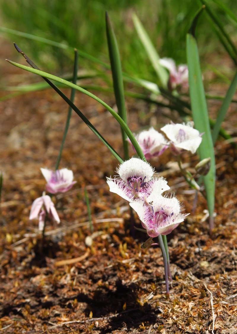 Calochortus elegans var. nanus photo 4