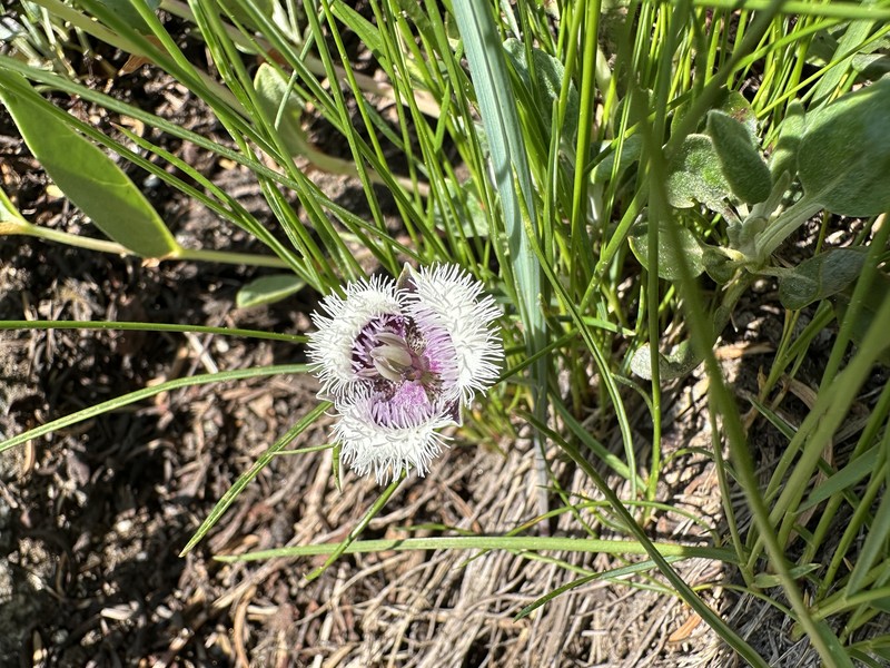 Calochortus elegans var. nanus photo 5