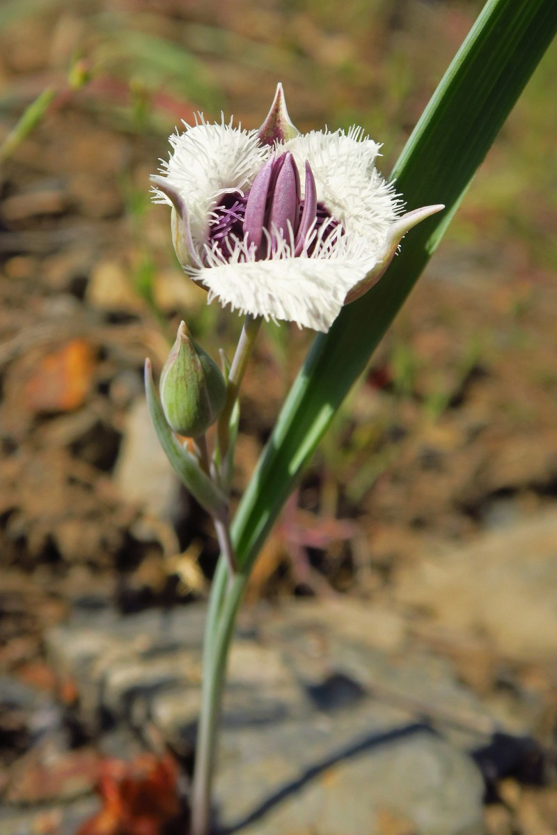 Calochortus elegans var. nanus photo 6