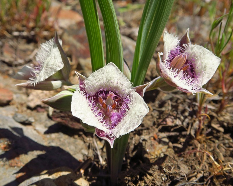 Calochortus elegans var. nanus photo 7