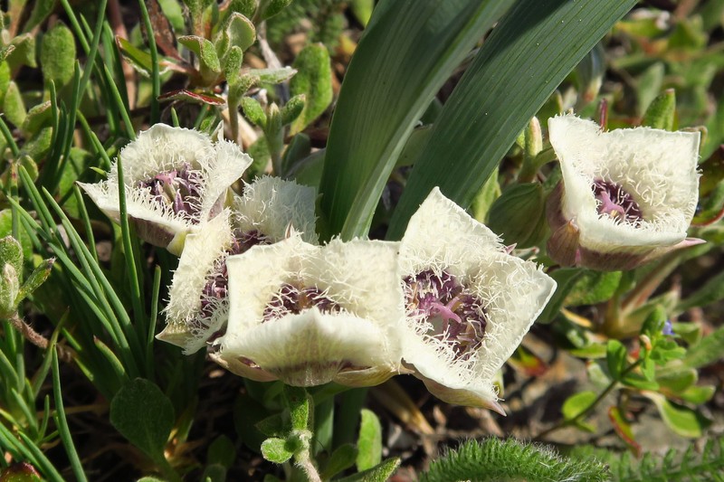 Calochortus elegans var. nanus photo 8