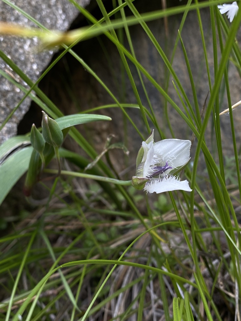 Calochortus elegans var. selwayensis