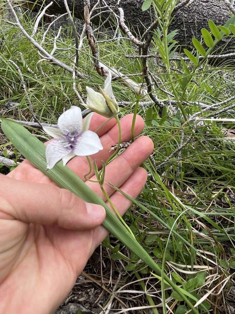 Calochortus elegans var. selwayensis photo 2