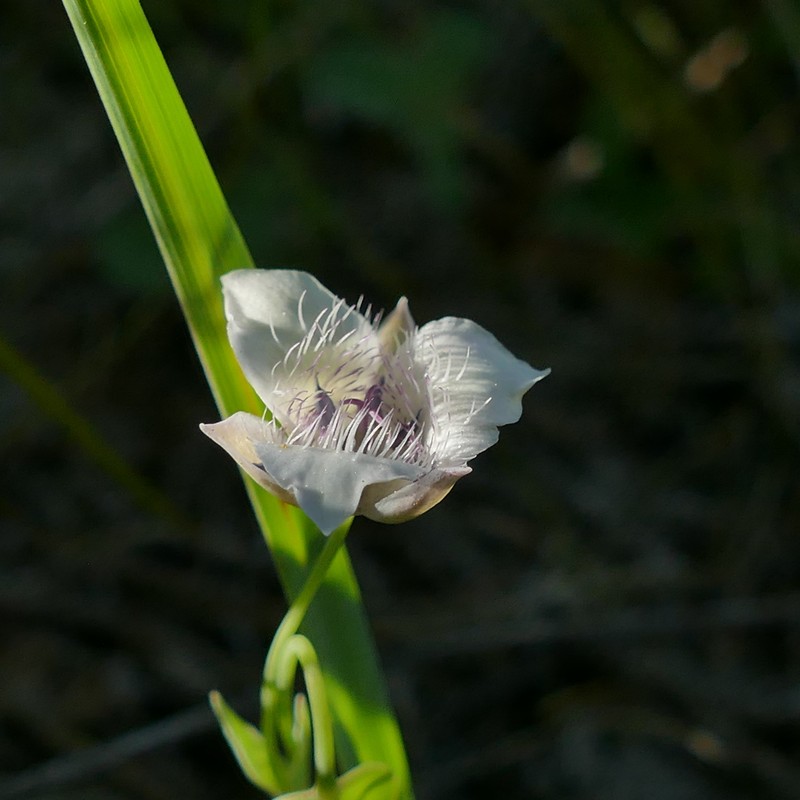 Calochortus elegans var. selwayensis photo 3