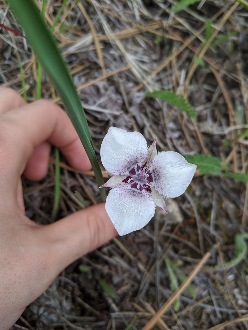 Calochortus elegans var. selwayensis photo 4