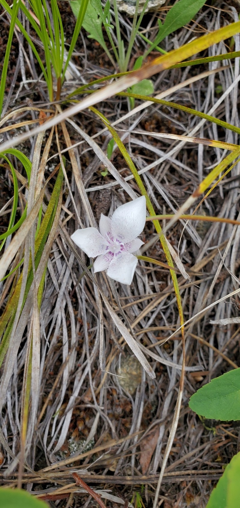 Calochortus elegans var. selwayensis photo 5