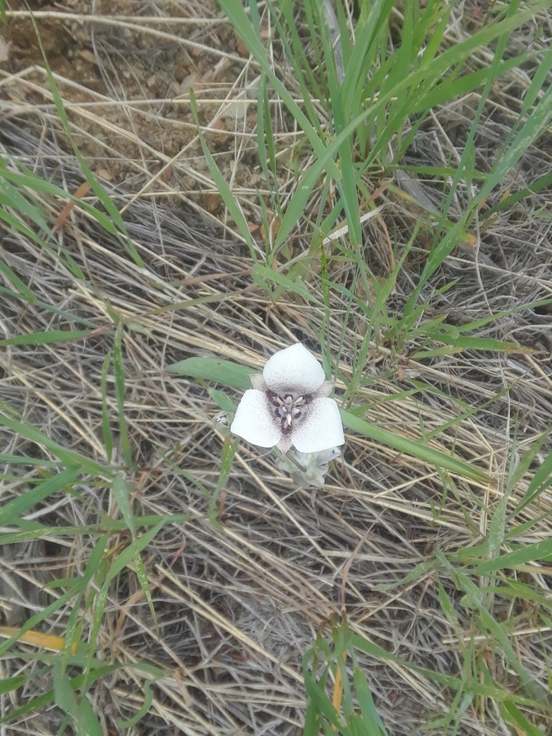 Calochortus elegans var. selwayensis photo 6