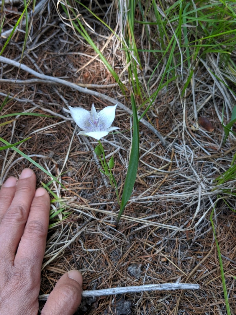 Calochortus elegans var. selwayensis photo 7