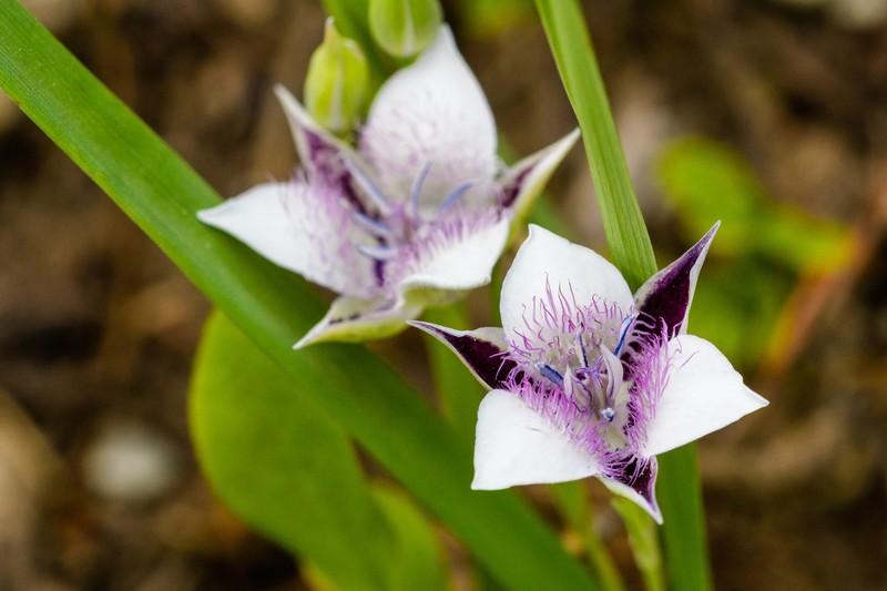 Calochortus elegans var. selwayensis photo 8