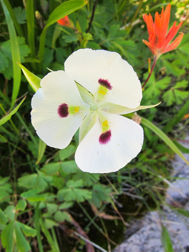 White Mariposa Lily